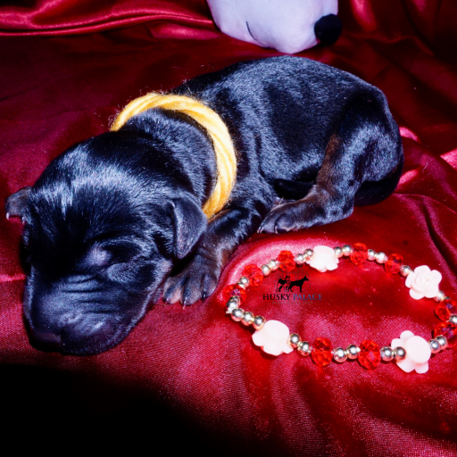 100% Euro AKC Kiyi 17